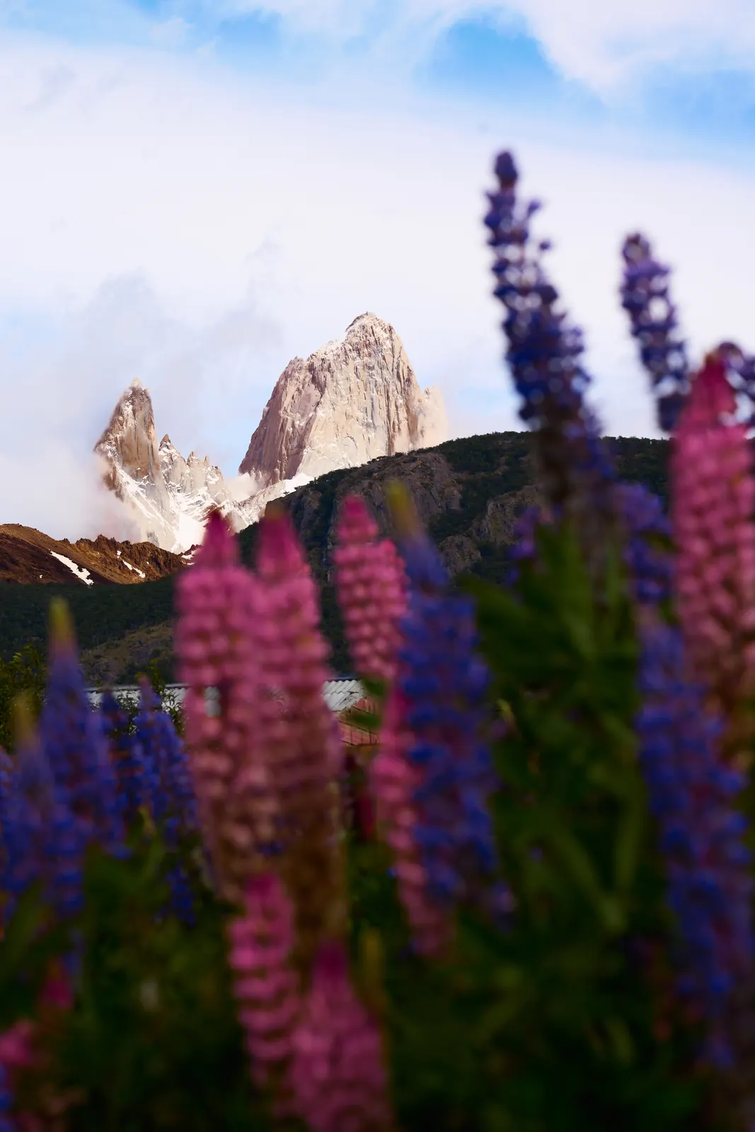Pink and purple lupine flowers with Fitz Roy behind