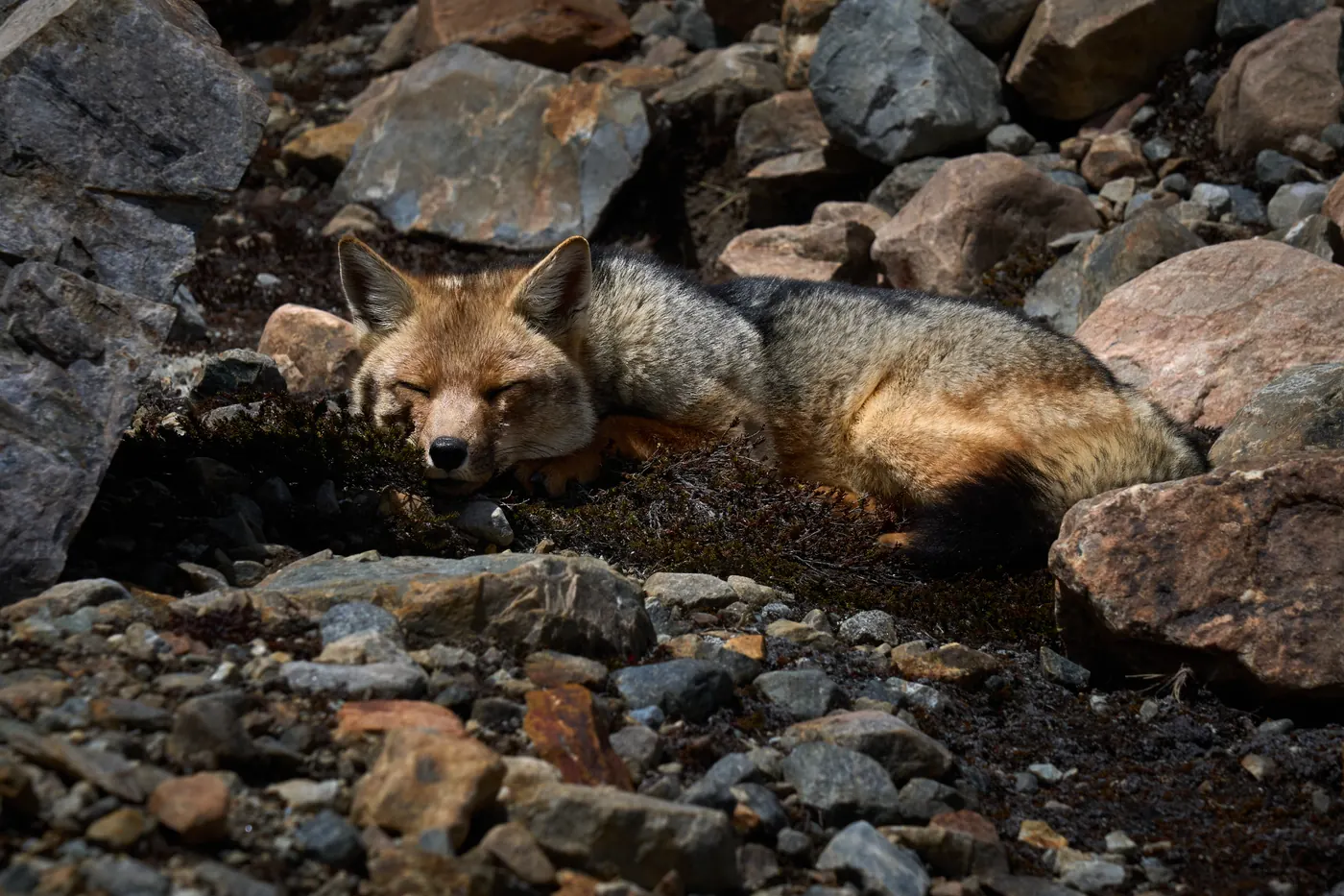 A Patagonian fox resting among rocks